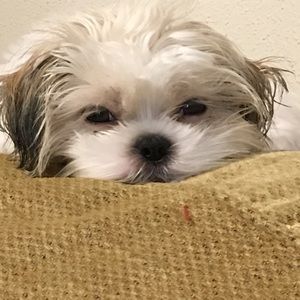 Meet your Posher, Travis